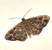 Disclisioprocta stellata