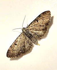 Eupithecia miserulata