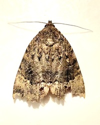 Amphipyra pyramidoides