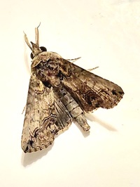 Paectes abrostoloides