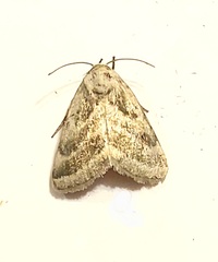 Schinia trifascia
