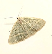 Chlorochlamys chloroleucaria