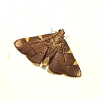 Hypsopygia olinalis