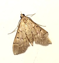 Herpetogramma bipunctalis