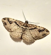 Costaconvexa centrostrigaria
