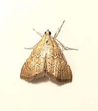 Glaphyria sesquistrialis