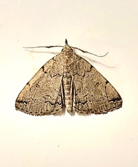Zanclognatha theralis