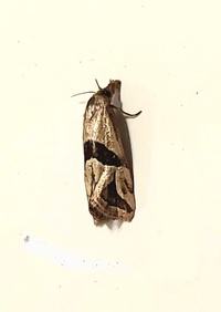Eugnosta sartana
