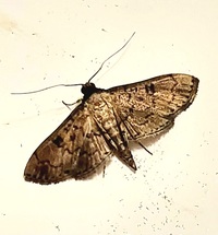 Nacoleia charesalis