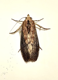 Galleria mellonella