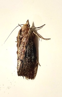 Galleria mellonella