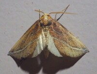 Phyprosopus callitrichoides