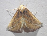 Phyprosopus callitrichoides