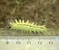 Acronicta rubricoma