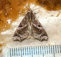 Callopistria floridensis