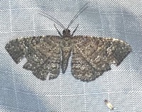 Disclisioprocta stellata