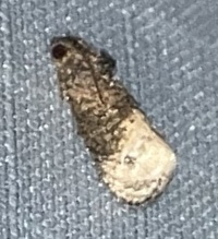 Ecdytolopha mana