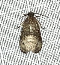 Ecdytolopha mana