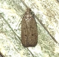 Glyphidocera juniperella