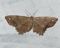 Hypagyrtis esther