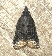 Platynota semiustana