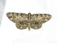 Protoboarmia porcelaria