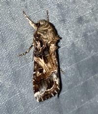 Spodoptera ornithogalli