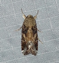 Spodoptera ornithogalli