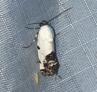 Tarache aprica
