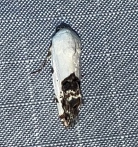 Tarache aprica