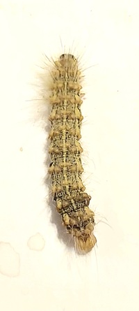 Estigmene acrea