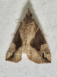 Hypena manalis