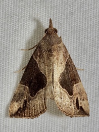 Hypena manalis