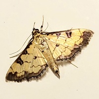 Ategumia ebulealis