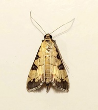 Ategumia ebulealis