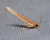Pyroderces albistrigella