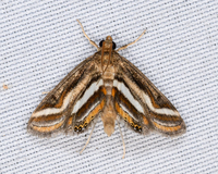 Parapoynx seminealis