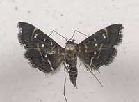 Diathrausta harlequinalis 