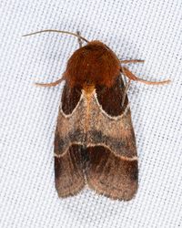 Schinia arcigera