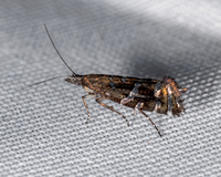 Drymoana blanchardi