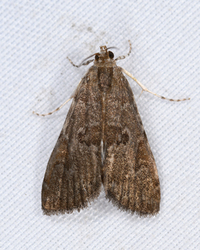 Elophila gyralis