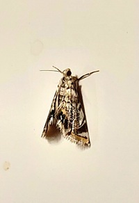 Eoparargyractis irroratalis