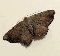 Macaria transitaria