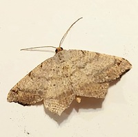 Macaria aequiferaria