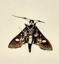 Desmia funeralis