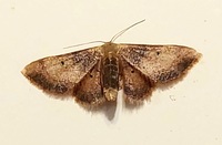 Idaea demissaria