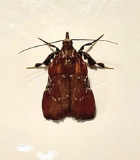 Galasa nigrinodis