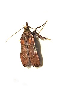 Galasa nigrinodis