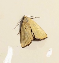 Marimatha nigrofimbria