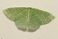 Synchlora frondaria